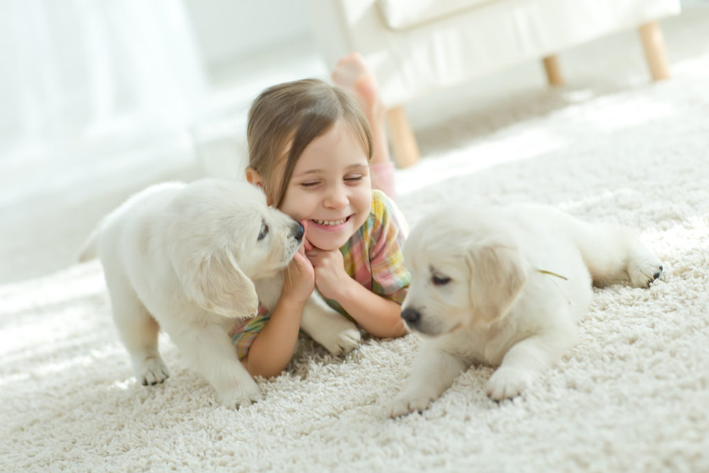 pet-friendly, pet-safe, carpet, pet-friendly carpet, pet-safe carpet